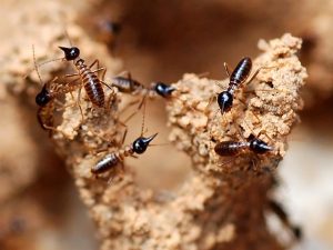 How to remove Termite from home